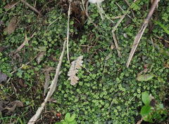 Marchantia emarginata