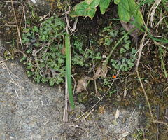 Marchantia emarginata