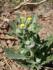 Mentzelia micrantha