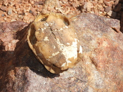 Psammobates tentorius