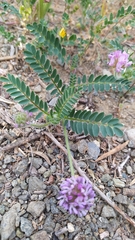 Astragalus echinatus