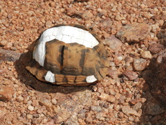 Psammobates tentorius