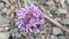 Astragalus echinatus