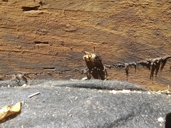 Traumatomutilla inermis