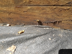 Traumatomutilla inermis