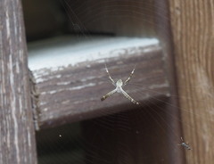 Argiope aetheroides