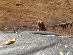 Traumatomutilla inermis