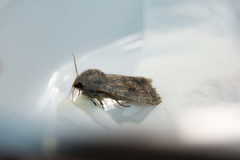Orthosia incerta