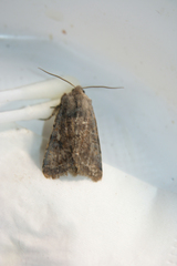 Orthosia incerta