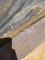 Traumatomutilla inermis