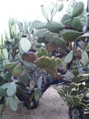 Opuntia