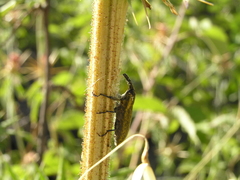 Lixus scolopax