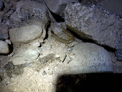 Scolopendra aztecorum