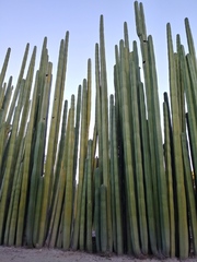 Lophocereus marginatus