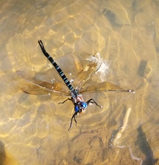 Procambarus kensleyi