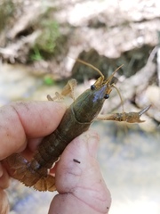 Procambarus kensleyi
