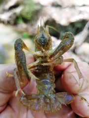 Procambarus kensleyi