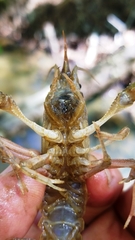 Procambarus kensleyi