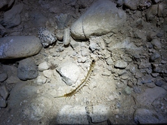 Scolopendra aztecorum