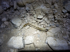 Scolopendra aztecorum