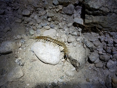 Scolopendra aztecorum