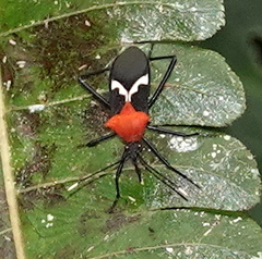 Leptoscelis militaris