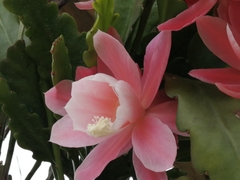 Disocactus phyllanthoides