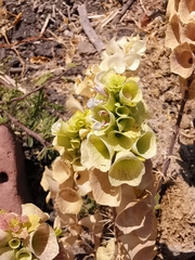 Moluccella laevis