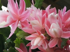 Disocactus phyllanthoides