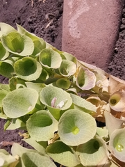 Moluccella laevis