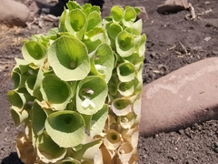 Moluccella laevis