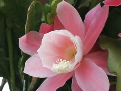 Disocactus phyllanthoides