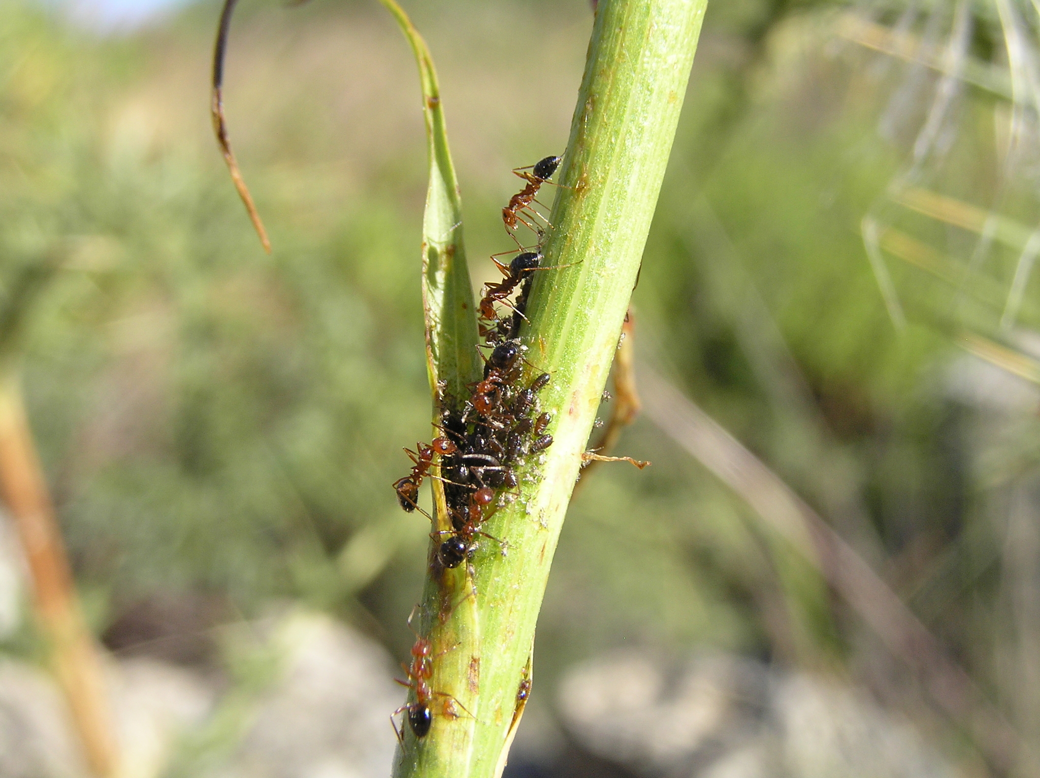 Lepisiota bipartita