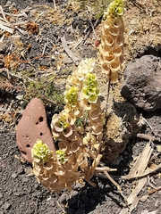 Moluccella laevis