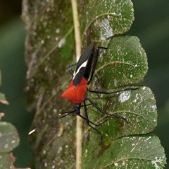 Leptoscelis militaris