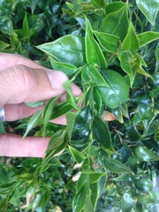 Sarcococca ruscifolia