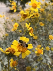 Apis mellifera