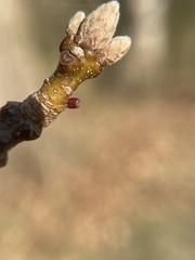 Amphibolips ellipsoidalis