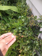 Sarcococca ruscifolia