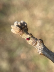 Amphibolips ellipsoidalis