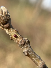 Amphibolips ellipsoidalis