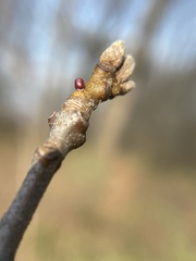 Amphibolips ellipsoidalis