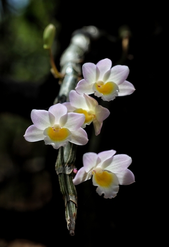 Crepidatum Orchid