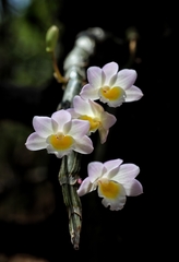 Dendrobium crepidatum