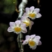Dendrobium crepidatum - Photo (c) Mayuresh Kulkarni, some rights reserved (CC BY-NC), uploaded by Mayuresh Kulkarni