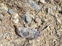 Sorex vagrans
