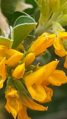 Medicago orbicularis