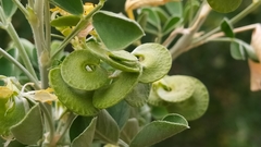 Medicago orbicularis