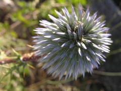 Echinops adenocaulos