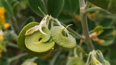 Medicago orbicularis